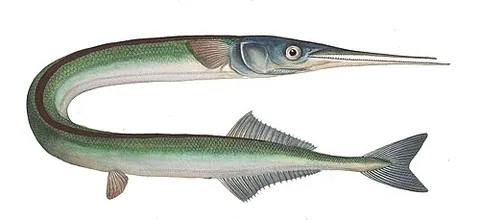 garfish: any fish of the needlefish family Belonidae, with a long narrow body and needle-shaped jaws,...