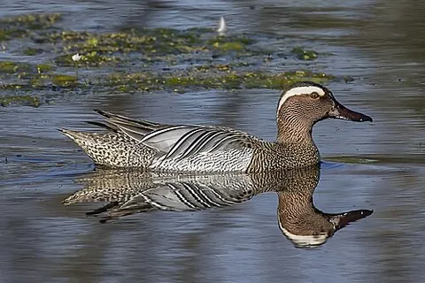 garganey: a small dabbling duck, Anas querquedula, that breeds in much of Europe and western Asia, and...