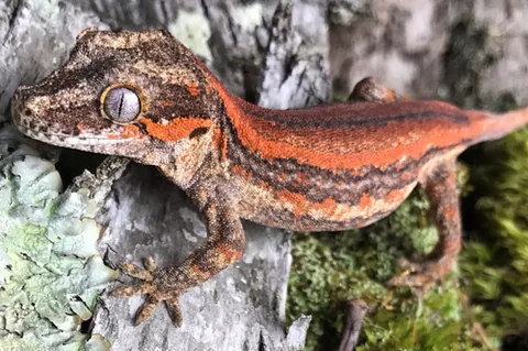 gargoyle gecko: a gecko of species Rhacodactylus auriculatus, native to New Caledonia