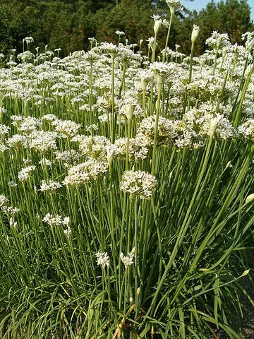 garlic chive: a plant, Allium tuberosum, with long, thin, white-flowering stalks, related to chives