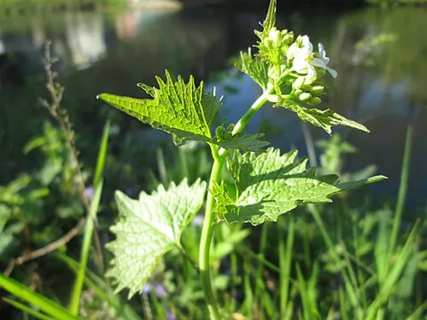 garlic mustard: a woodland herb (Alliaria petiolata) that has a garlic-like aroma, considered highly invasive in...