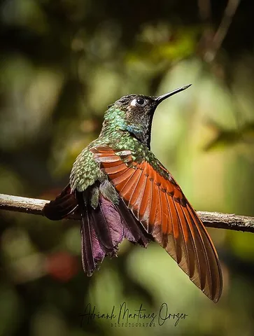 garnet-throated hummingbird: lamprolaima rhami, a common species of hummingbird found in parts of Middle America