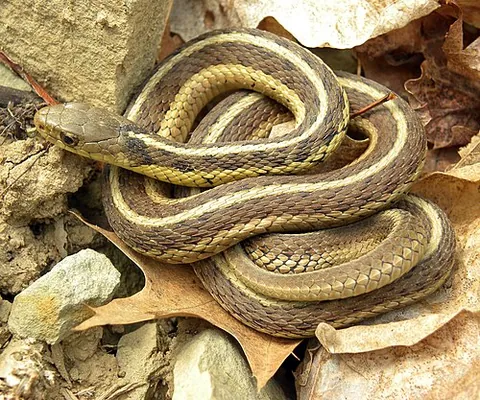 garter snake: any of various species of nonvenomous snakes of the genus Thamnophis, native to America, with...