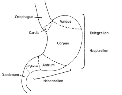 gastroenterostomy: the surgical procedure for making a connection between the stomach and the jejunum, usually as part...
