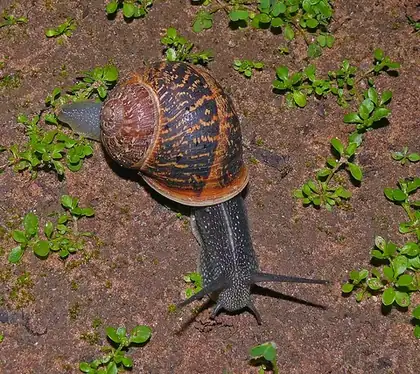 gastropod: any member of a class of molluscs (Gastropoda) that includes snails, slugs, and limpets; univalve...