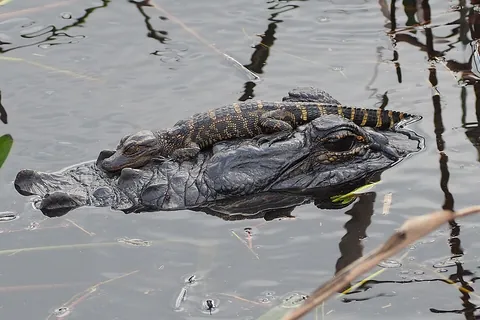gator: alligator