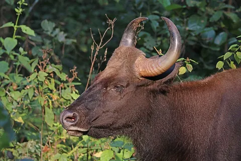 gaur: an Asian species of wild bovine (Bos gaurus), of large size and an untamable disposition