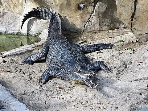 gavialid: any reptile of the family Gavialidae