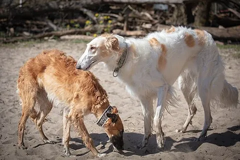 gazehound: synonym of sighthound (“a hound that primarily hunts by sight and speed, instead of by scent and...