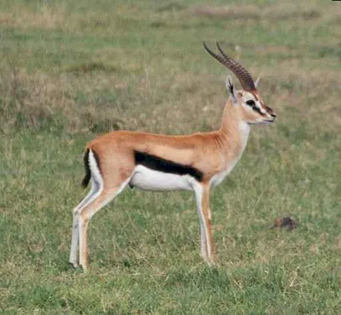 gazelle: an antelope of either of the genera Gazella (mostly native to Africa), Procapra (native to Asia),...