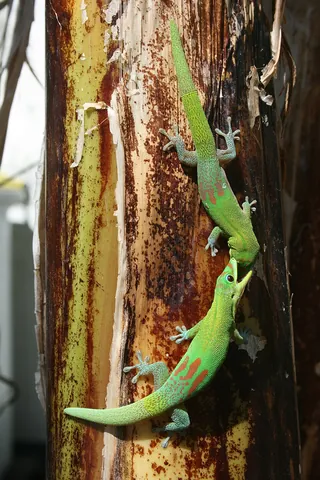 gecko: any lizard in the infraorder Gekkota