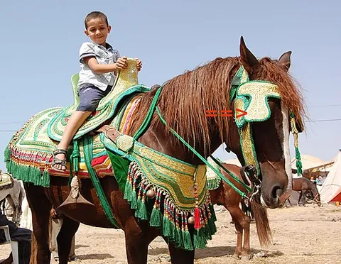 gee-gee: a horse