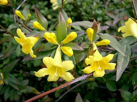 gelsemium: any of several flowering plants, of the genus Gelsemium, many of which are poisonous