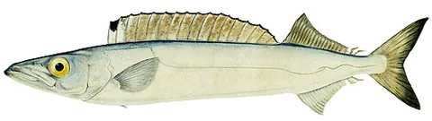 gemfish: a bottom-dwelling fish of the family Gempylidae, inhabiting deep waters off southern Australia