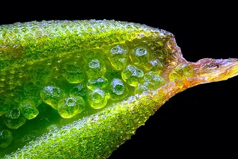 gemma: an asexual reproductive structure, as found in animals such as hydra (genus Hydra) and plants such...