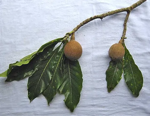 genipap: the North and South American tree Genipa americana of the family Rubiaceae