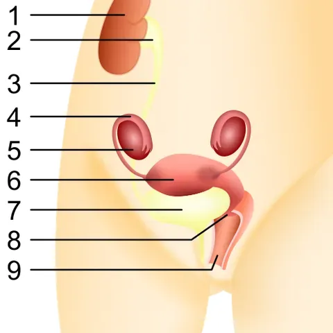 genitourinary: of or pertaining to the genital and urinary systems of the body, together with their function,...