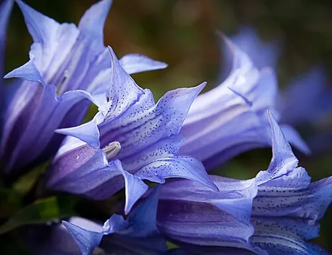 gentian blue: a purplish blue colour