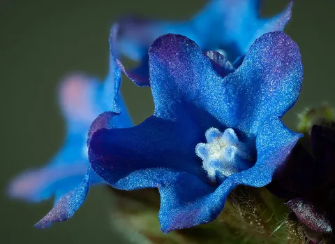 gentian: any of various herbs of the family Gentianaceae found in temperate and mountainous regions with...