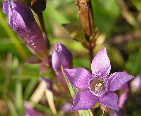 gentianella: any gentian-family flowering plant of the genus Gentianella