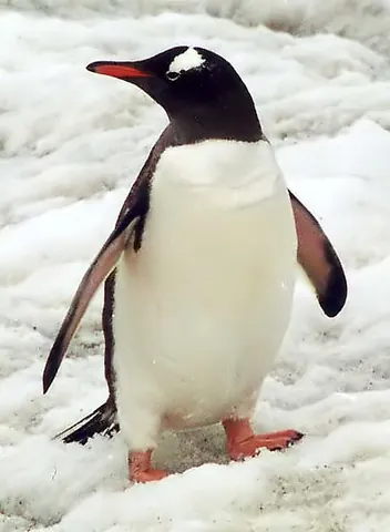 gentoo penguin: any member of the species Pygoscelis papua, a species of penguins that have a distinctive wide...