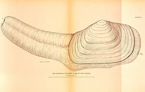 geoduck: the species of large saltwater clam Panopea generosa, native to the northeast Pacific coasts from...