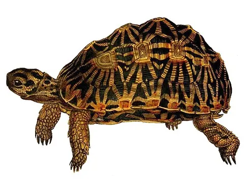 geometric tortoise: any of the species Psammobates geometricus of South African tortoises with radial black and yellow...