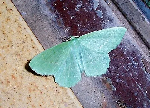 geometroid: any moth of the superfamily Geometroidea