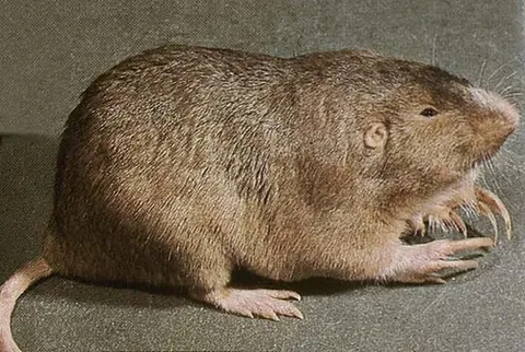 geomyid: any gopher of the family Geomyidae