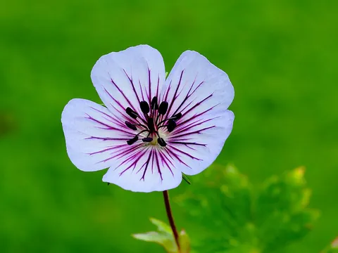 geranium: any flowering plant of the genus Geranium, of family Geraniaceae