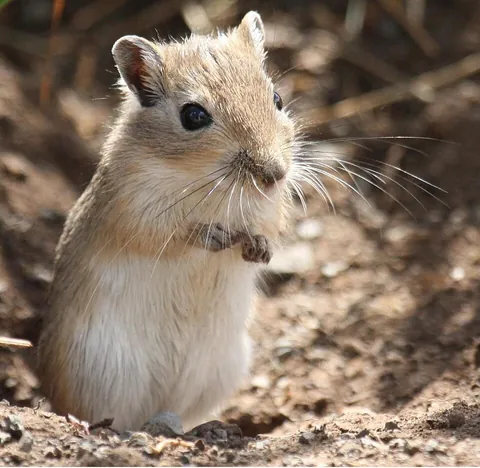 gerbil: a member of one of several species of small, jumping, mouselike rodents of the subfamily...