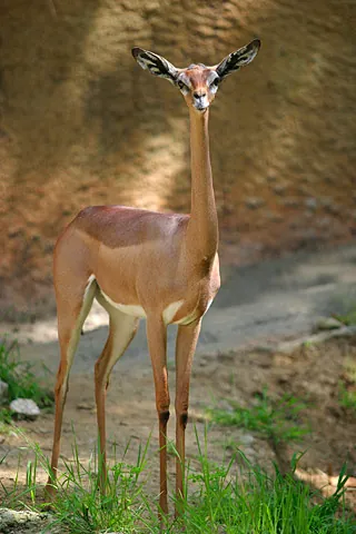 gerenuk: a type of long-necked gazelle, Litocranius walleri, native to central and eastern Africa
