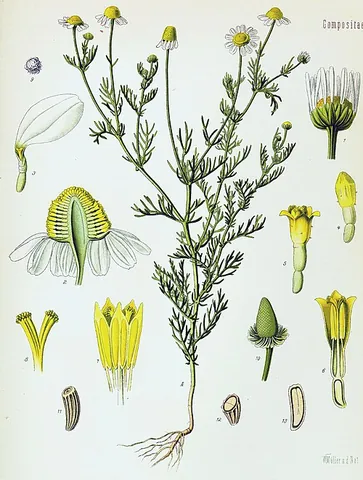 german chamomile: an annual plant, Matricaria recutita, of the aster family, which is the type of camomile most used...