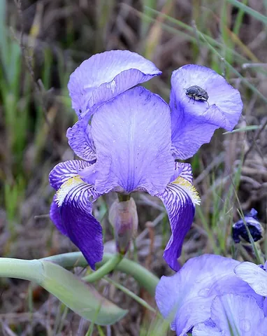 german iris: iris × germanica, a nothospecies of iris