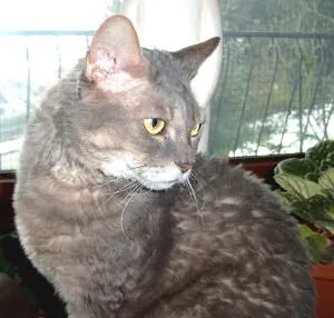 german rex: a domestic cat of a medium-sized breed with slender legs and a short silky coat