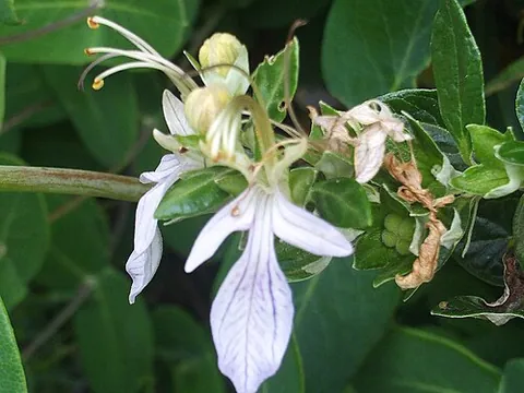 germander: a Mediterranean herb, of species Teucrium chamaedrys, historically grown for medicinal use but now...