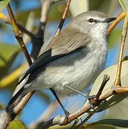 gerygone: any of several species of Australasian warblers in the genus Gerygone