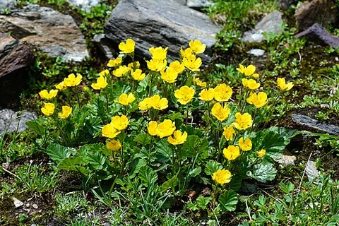 geum: any of the genus Geum of perennial herbaceous plants