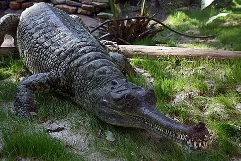 gharial: a crocodilian of species Gavialis gangeticus, of the family Gavialidae