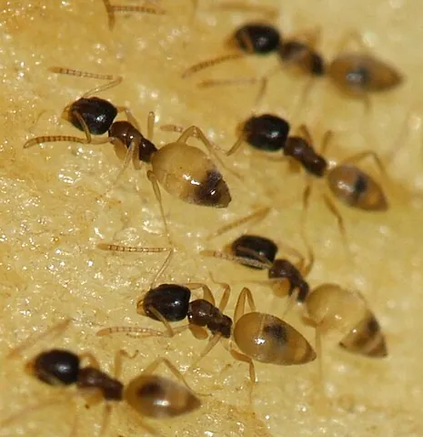 ghost ant: an ant of species Tapinoma melanocephalum, with a dark head and pale or translucent legs and...