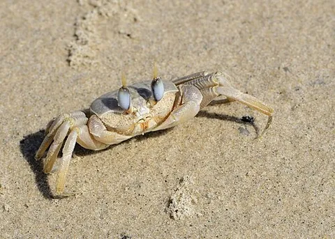 ghost crab: any of several burrowing crabs, of the genus Ocypode, found along sandy shores
