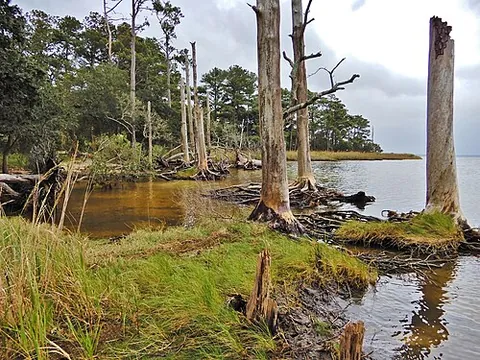ghost forest: a stand of dead or dying trees in a relatively intact state, typically occurring in coastal areas...