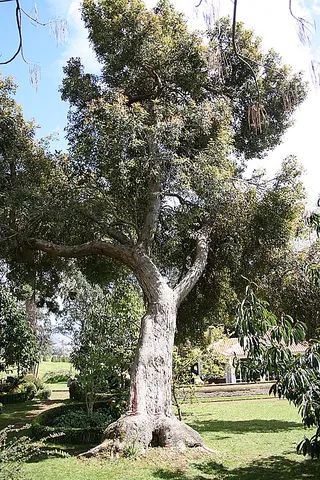 ghost gum: any of various Australian evergreen trees of the genus Corymbia, especially Corymbia papuana