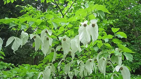 ghost tree: the dove tree, Davidia involucrata, which has large white bracts resembling white sheets like those...