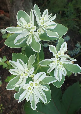 ghostweed: the plant Euphorbia marginata