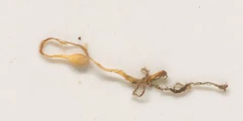 ghostwort: a species of liverwort (Aneura mirabilis) in the family Aneuraceae