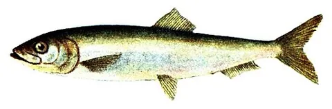 ghoti: a constructed word said to be an alternative spelling of fish