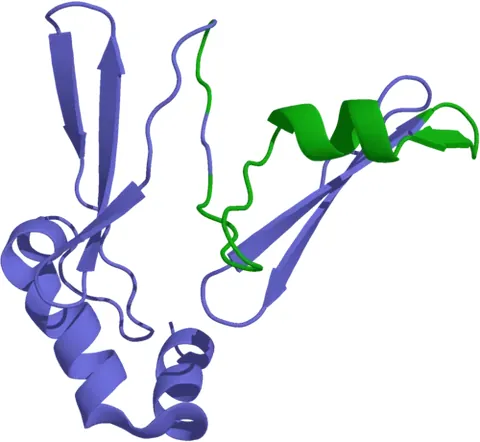 ghrelin: a peptide hormone, secreted in the stomach when empty, that increases appetite and secretion of...