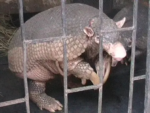 giant armadillo: the largest living species of armadillo, Priodontes maximus