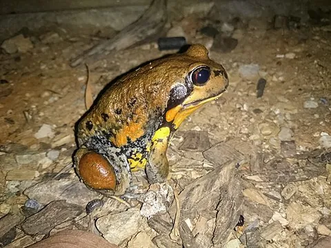 giant banjo frog: limnodynastes interioris, a species of frog native to Australia